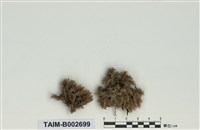 藏品(白髮苔屬)的圖片